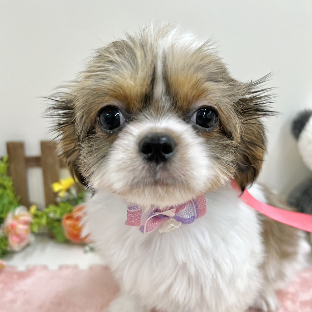 富山県のハーフ犬 (アミーゴ高岡蓮花寺店/2024年1月23日生まれ/女の子/ホワイトゴールド)の子犬