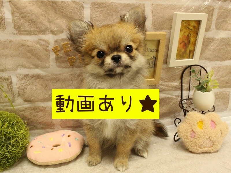 兵庫県のチワワ(ロング) (アミーゴ加古川店/2024年1月19日生まれ/女の子/フォーン)の子犬