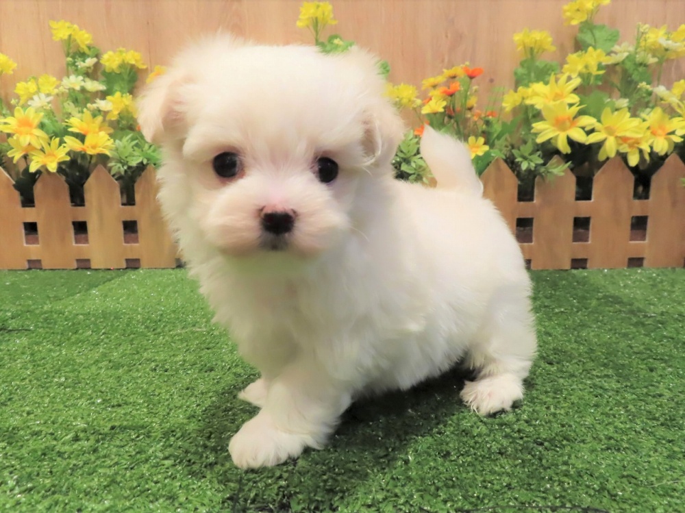 兵庫県のマルチーズ (アミーゴ伊丹店/2024年1月24日生まれ/女の子/ホワイト)の子犬