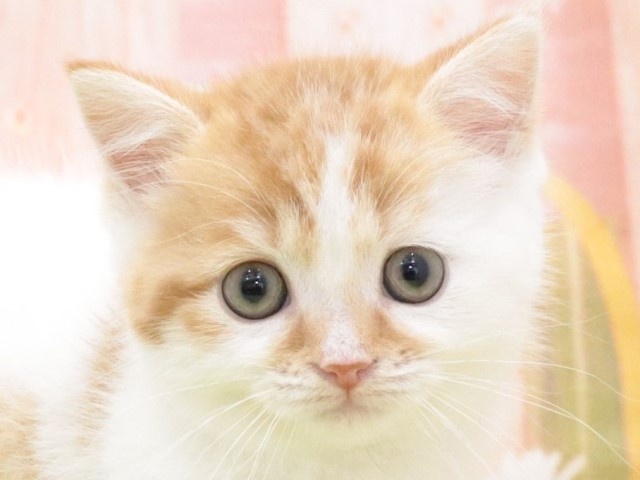 大阪府のミヌエット (アミーゴ鳳店/2024年1月20日生まれ/男の子/レッドタビーホワイト)の子猫