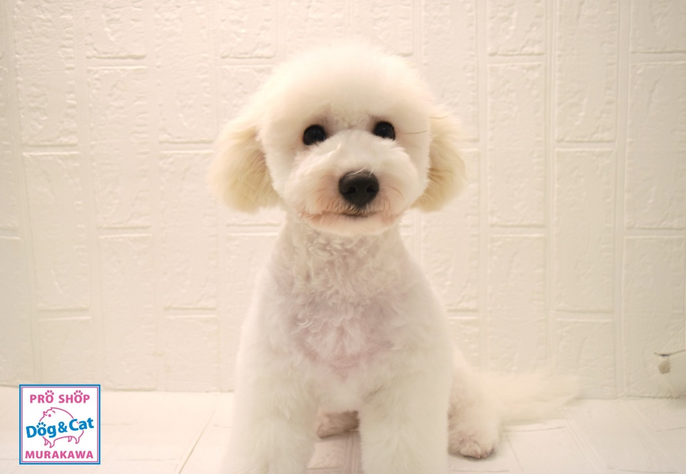 広島県のビションフリーゼ (アミーゴ温品店/2024年1月20日生まれ/男の子/ホワイト)の子犬