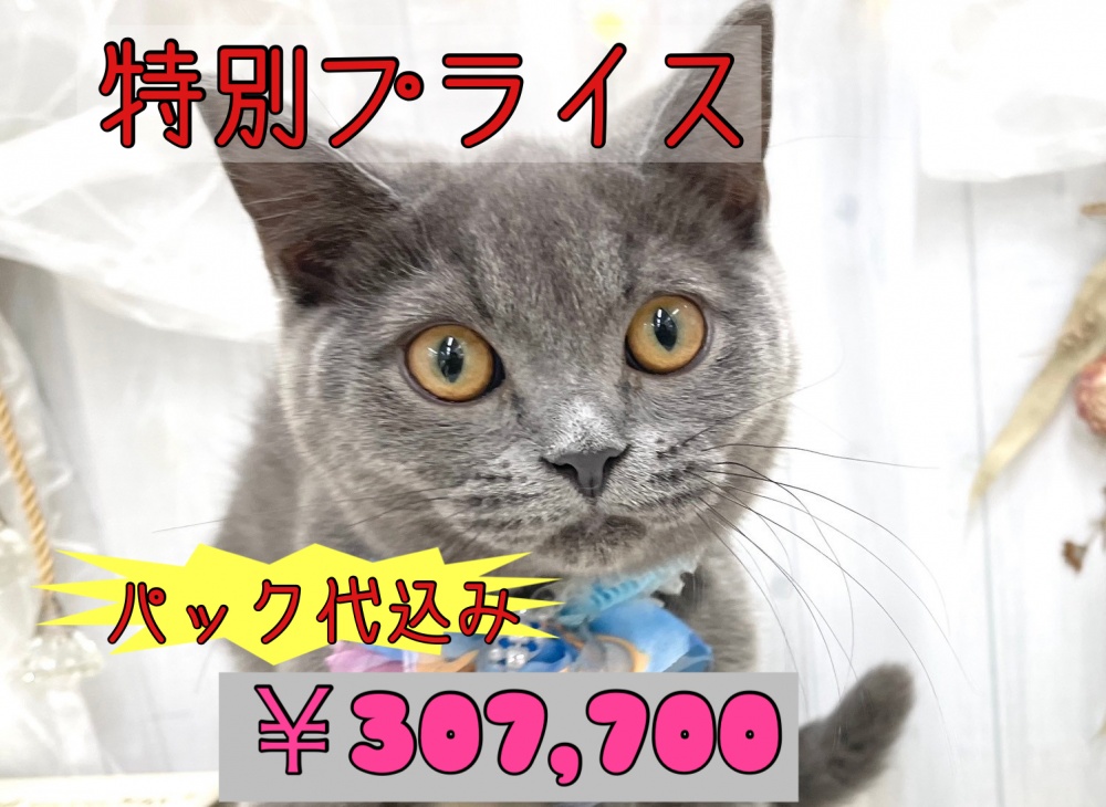 香川県のブリティッシュロングヘアー (アミーゴ屋島店/2024年1月20日生まれ/男の子/ブルー)の子猫