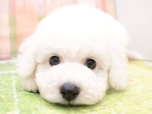 大阪府のビションフリーゼ (アミーゴ鳳店/2024年1月29日生まれ/男の子/ホワイト)の子犬