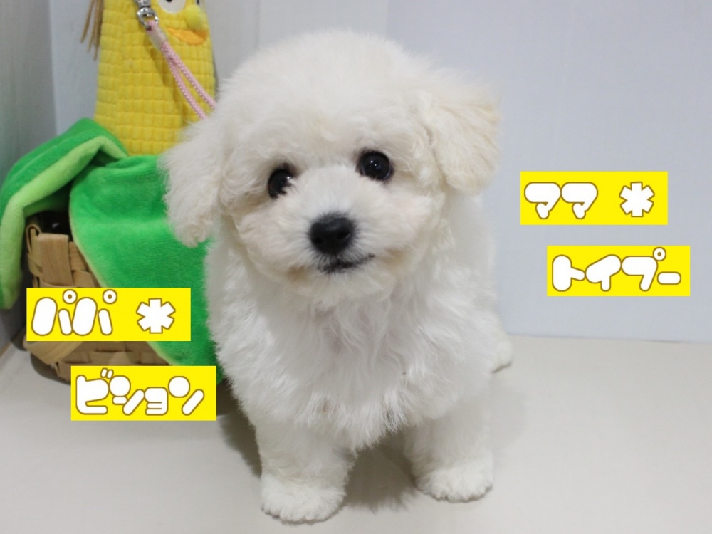 兵庫県のハーフ犬 (アミーゴつかしん店/2024年1月28日生まれ/女の子/ホワイト)の子犬