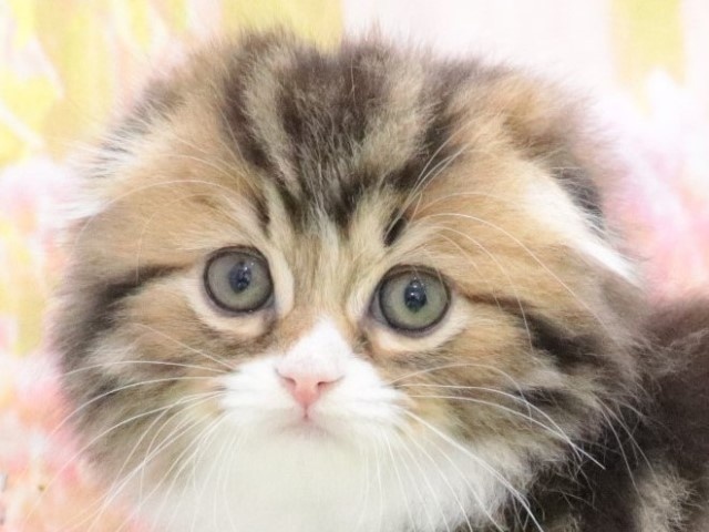 大阪府のスコティッシュフォールド (アミーゴ鳳店/2024年1月28日生まれ/男の子/ブラウンタビー)の子猫