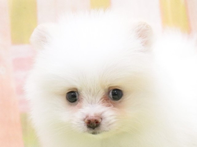 大阪府のポメラニアン (アミーゴ鳳店/2024年2月5日生まれ/女の子/ホワイト)の子犬