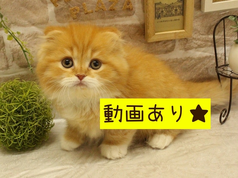 兵庫県のスコティッシュフォールド (アミーゴ加古川店/2024年1月29日生まれ/男の子/レッドタビーホワイト)の子猫