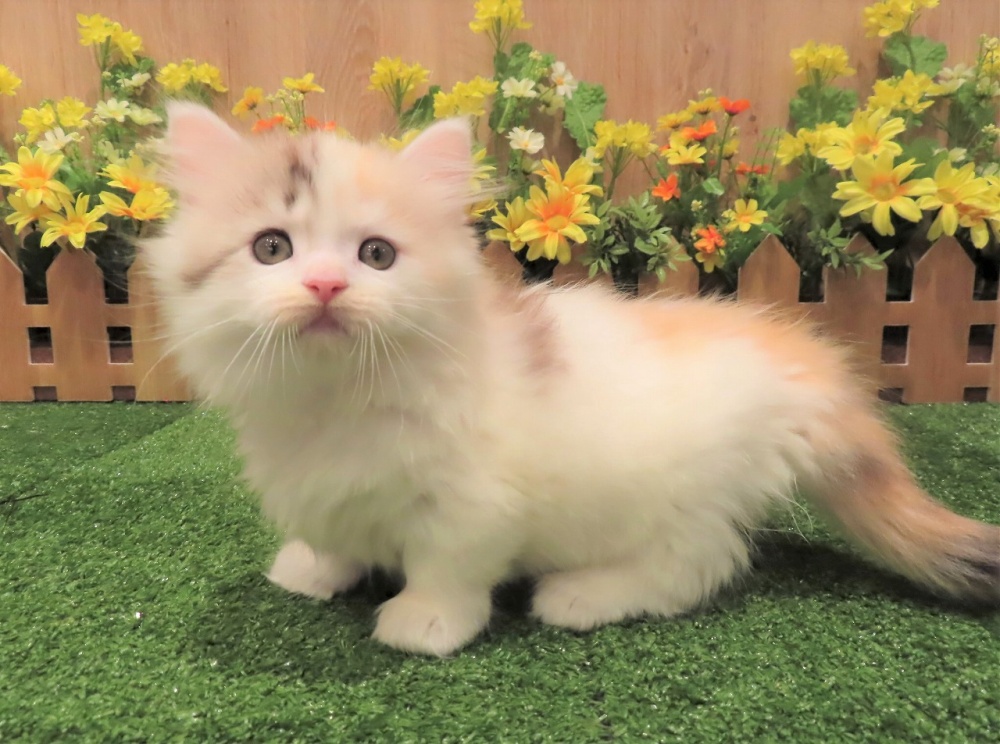 兵庫県のマンチカン (アミーゴ伊丹店/2024年1月31日生まれ/女の子/ブラウンパッチドタビーホワイト)の子猫