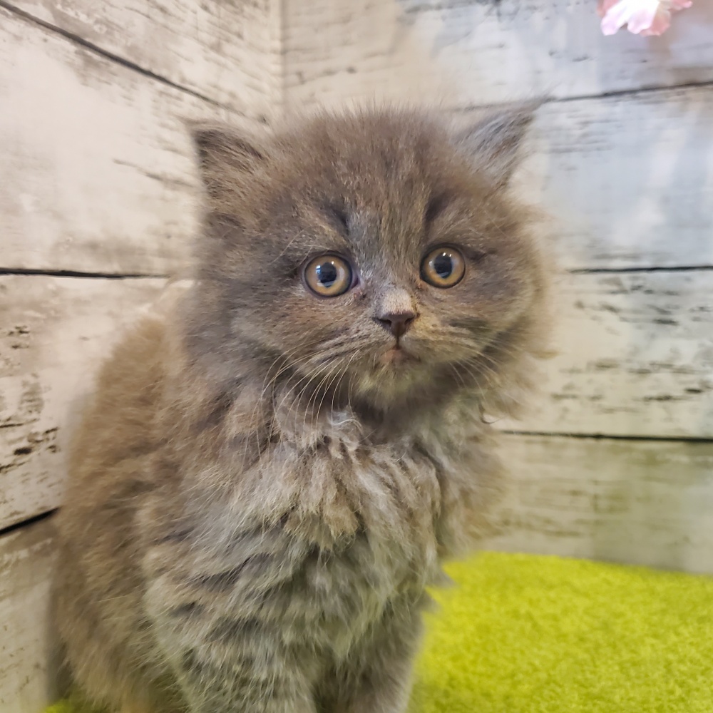 広島県のブリティッシュロングヘアー (アミーゴ五日市店/2024年1月28日生まれ/女の子/ブルークリーム)の子猫