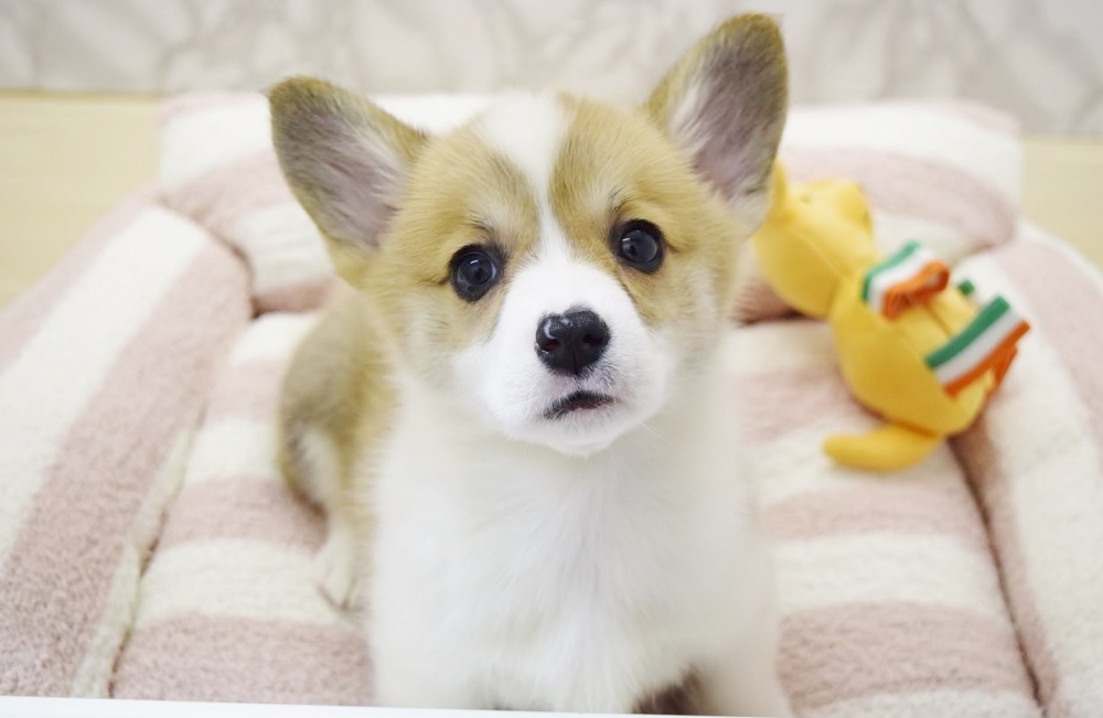 広島県のウェルシュコーギーペンブローク (アミーゴ宇品店/2024年1月31日生まれ/女の子/レッドホワイト)の子犬