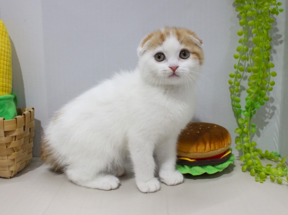 兵庫県のスコティッシュフォールド (アミーゴつかしん店/2024年1月28日生まれ/男の子/レッドタビーホワイト)の子猫