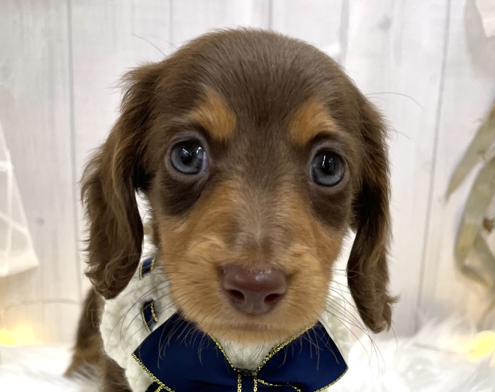 アミーゴ屋島店(香川県)にいるミニチュアダックスフンド(ロング)の子犬