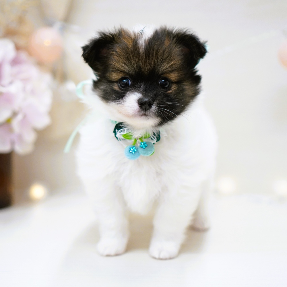 富山県のハーフ犬 (アミーゴ富山山室店/2024年2月6日生まれ/男の子/ホワイトブラック)の子犬