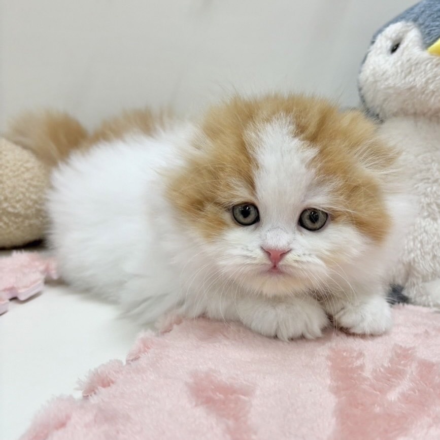 富山県のスコティッシュフォールド (アミーゴ高岡蓮花寺店/2024年2月3日生まれ/女の子/レッドタビーホワイト)の子猫