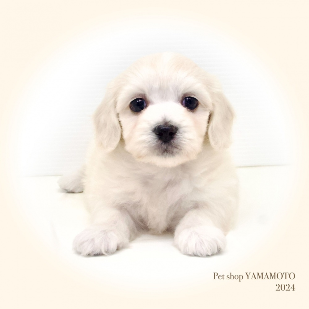 岡山県のハーフ犬 (アミーゴ大安寺店/2024年2月3日生まれ/女の子/ホワイト)の子犬