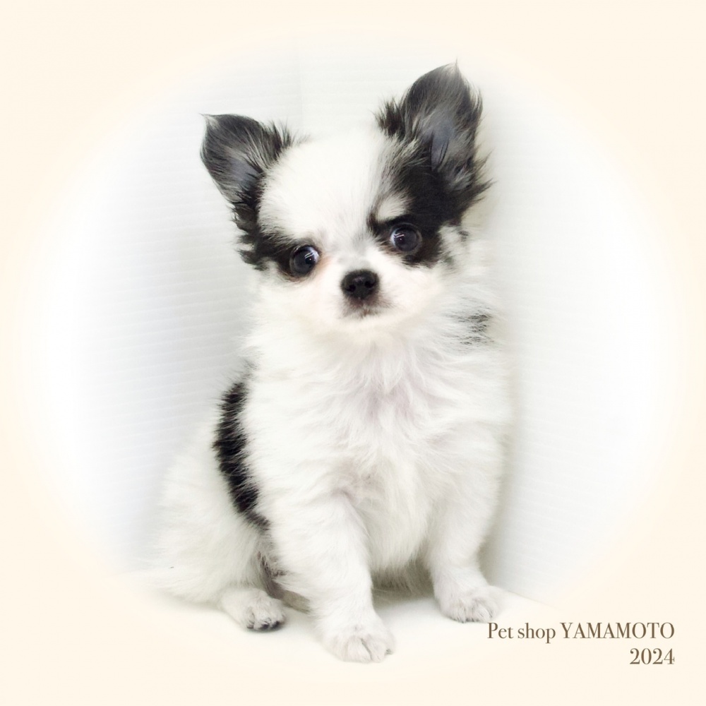 岡山県のチワワ(ロング) (アミーゴ大安寺店/2024年2月3日生まれ/男の子/ブラックホワイト)の子犬