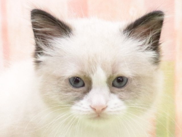 大阪府のラグドール (アミーゴ鳳店/2024年2月3日生まれ/男の子/シールポイントバイカラー)の子猫