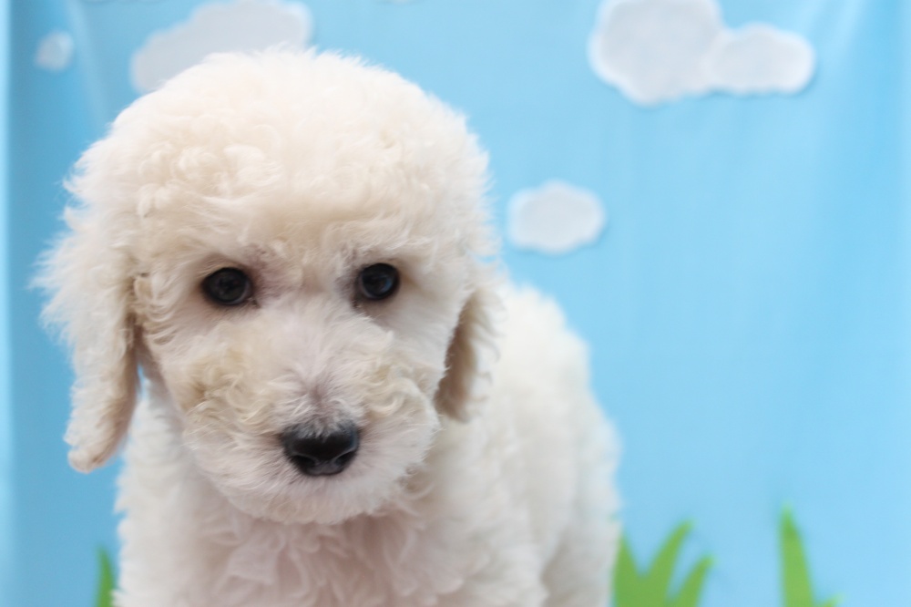 愛媛県のスタンダードプードル (アミーゴ今治店/2024年2月5日生まれ/男の子/ホワイト)の子犬