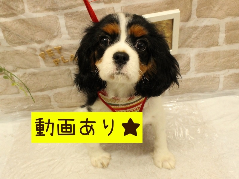 兵庫県のキャバリアキングチャールズスパニエル (アミーゴ加古川店/2024年2月6日生まれ/女の子/トライカラー)の子犬