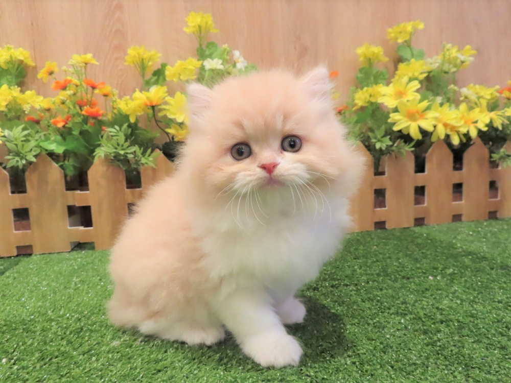 兵庫県のラガマフィン (アミーゴ伊丹店/2024年2月1日生まれ/男の子/クリームタビーホワイト)の子猫