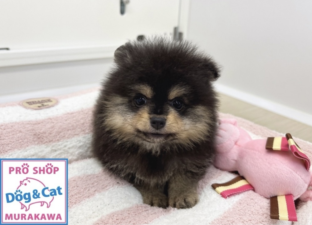 広島県のポメラニアン (アミーゴ温品店/2024年2月8日生まれ/女の子/ブラックタン)の子犬