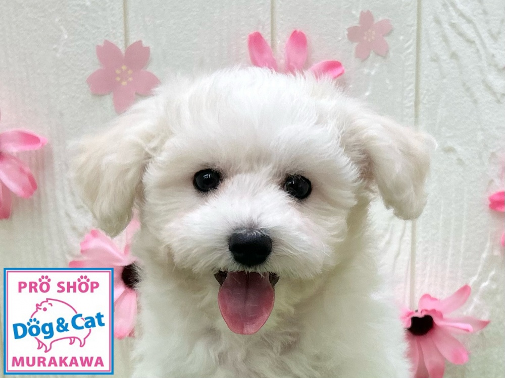 広島県のビションフリーゼ (アミーゴ大町店/2024年1月20日生まれ/女の子/ホワイト)の子犬