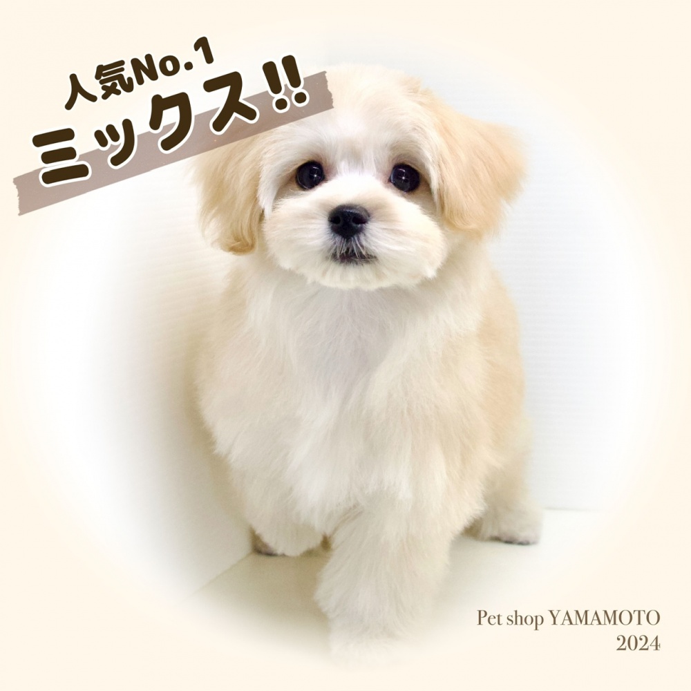 岡山県のハーフ犬 (アミーゴ大安寺店/2024年1月2日生まれ/女の子/アプリコット（父：マルチーズ／母：トイ・プードル）)の子犬