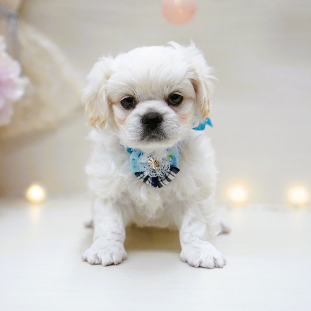 富山県のハーフ犬 (アミーゴ富山山室店/2024年2月12日生まれ/男の子/クリーム)の子犬