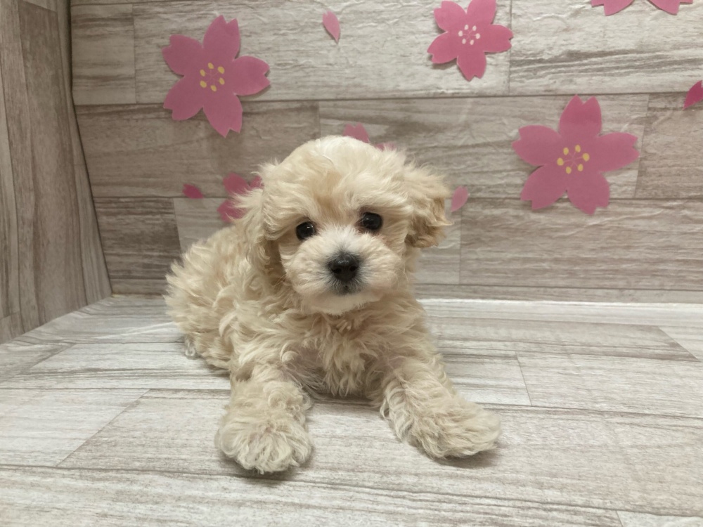 秋田県のハーフ犬 (アミーゴ横手店/2024年1月24日生まれ/男の子/クリーム)の子犬