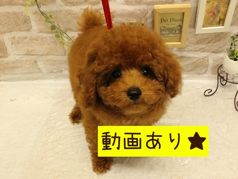 兵庫県のトイプードル(トイ) (アミーゴ加古川店/2024年2月13日生まれ/男の子/レッド)の子犬