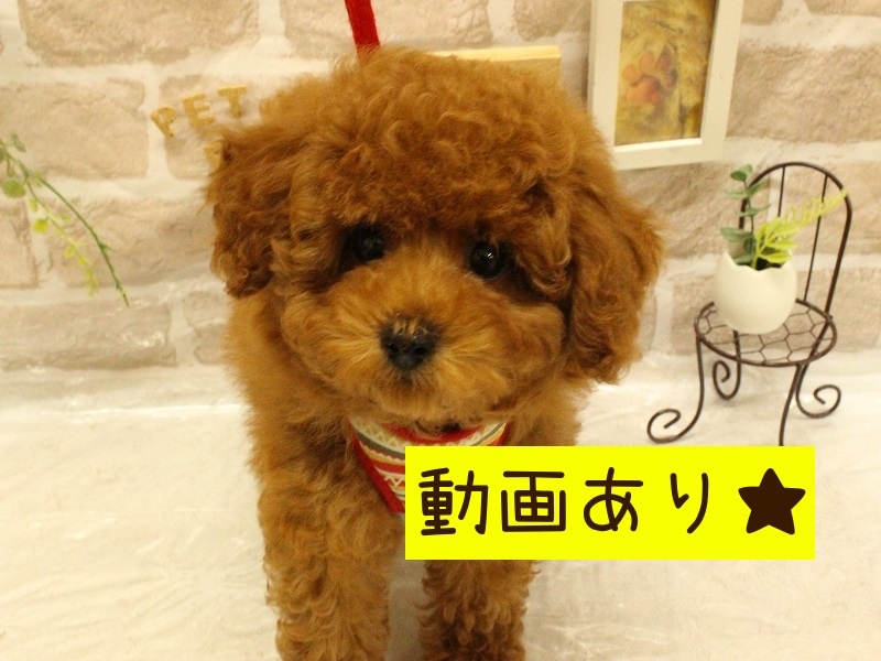 兵庫県のトイプードル(トイ) (アミーゴ加古川店/2024年2月13日生まれ/男の子/レッド)の子犬