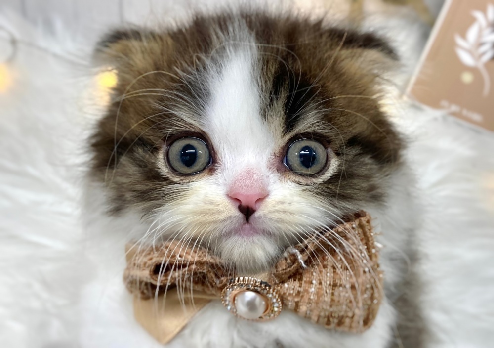 香川県のスコティッシュフォールド (アミーゴ屋島店/2023年2月14日生まれ/男の子/ブラックタビーホワイト)の子猫
