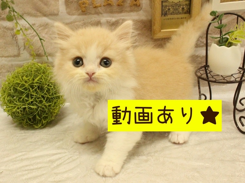 兵庫県のスコティッシュフォールド (アミーゴ加古川店/2024年2月14日生まれ/男の子/クリームタビーホワイト)の子猫