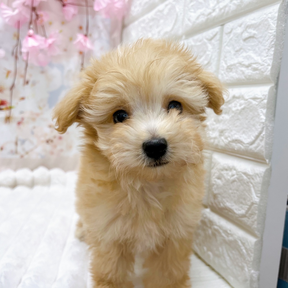 石川県のハーフ犬 (アミーゴ金沢有松店/2024年2月9日生まれ/男の子/アプリコット)の子犬