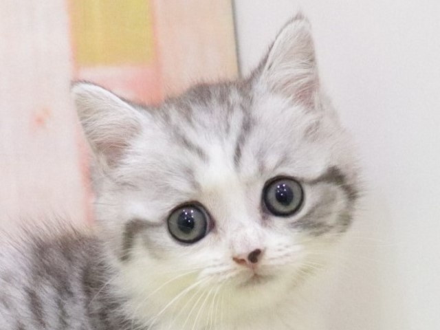 大阪府のミヌエット (アミーゴ鳳店/2024年2月17日生まれ/女の子/シルバータビーホワイト)の子猫