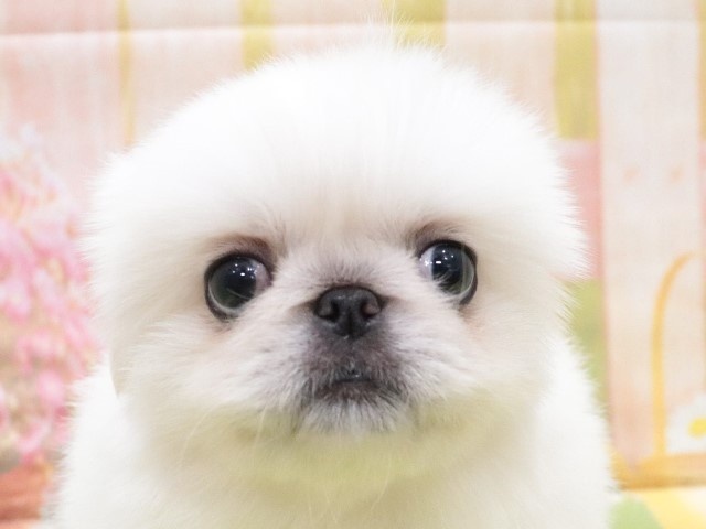 大阪府のペキニーズ (アミーゴ鳳店/2024年2月17日生まれ/女の子/ホワイト)の子犬