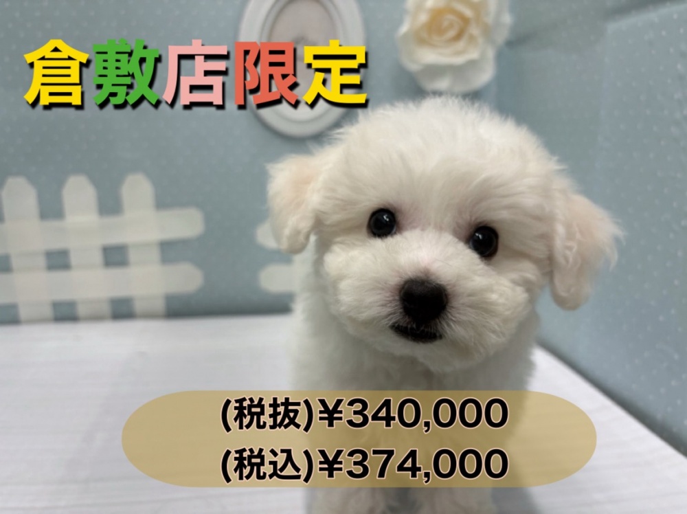 岡山県のビションフリーゼ (アミーゴ倉敷店/2024年2月6日生まれ/男の子/ホワイト)の子犬