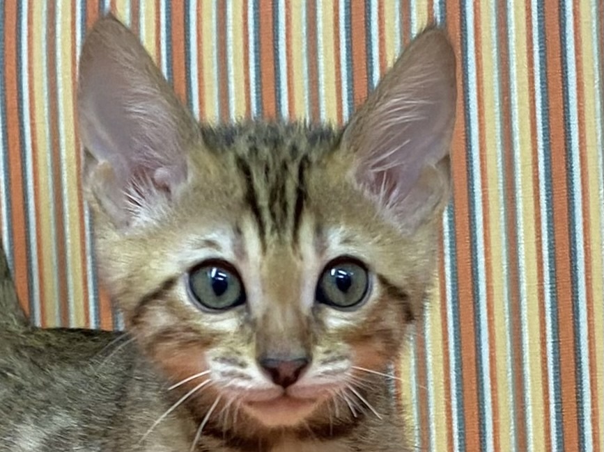 和歌山県のベンガル (アミーゴ和歌山太田店/2024年2月19日生まれ/男の子/ブラウンスポットタビー)の子猫