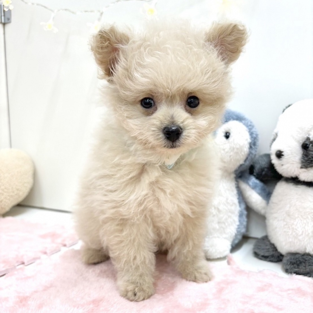 富山県のハーフ犬 (アミーゴ高岡蓮花寺店/2024年2月8日生まれ/男の子/クリーム)の子犬