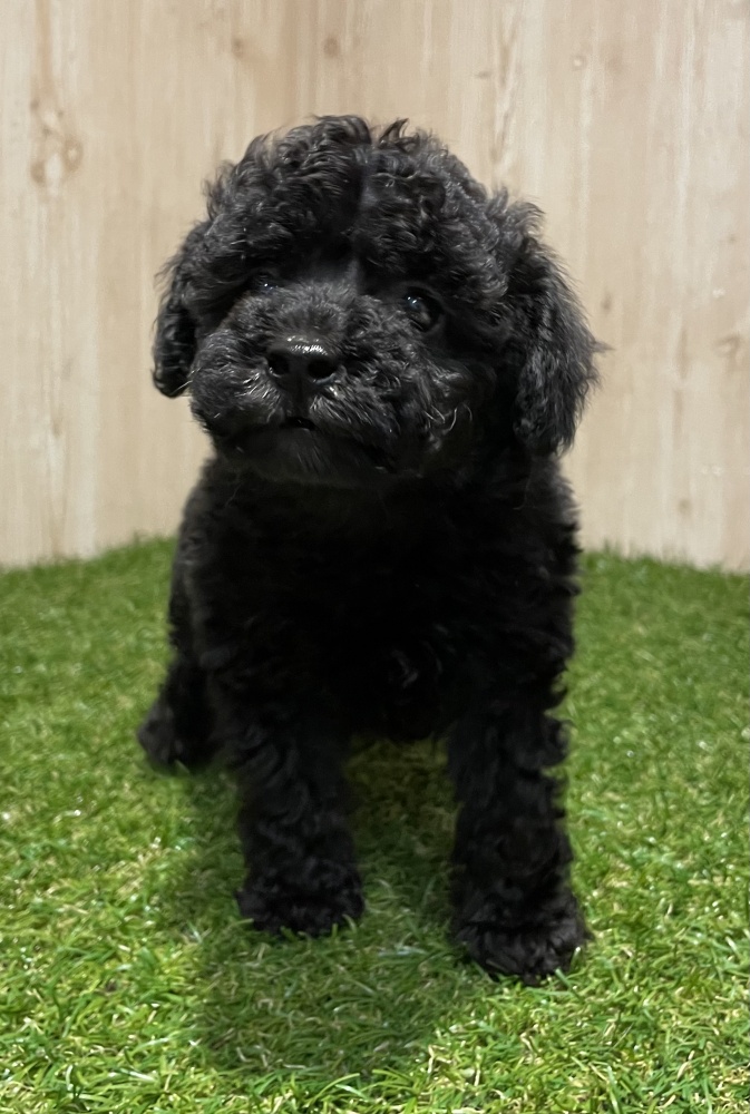 茨城県のハーフ犬 (アミーゴ神栖店/2024年2月17日生まれ/女の子/ブラック)の子犬