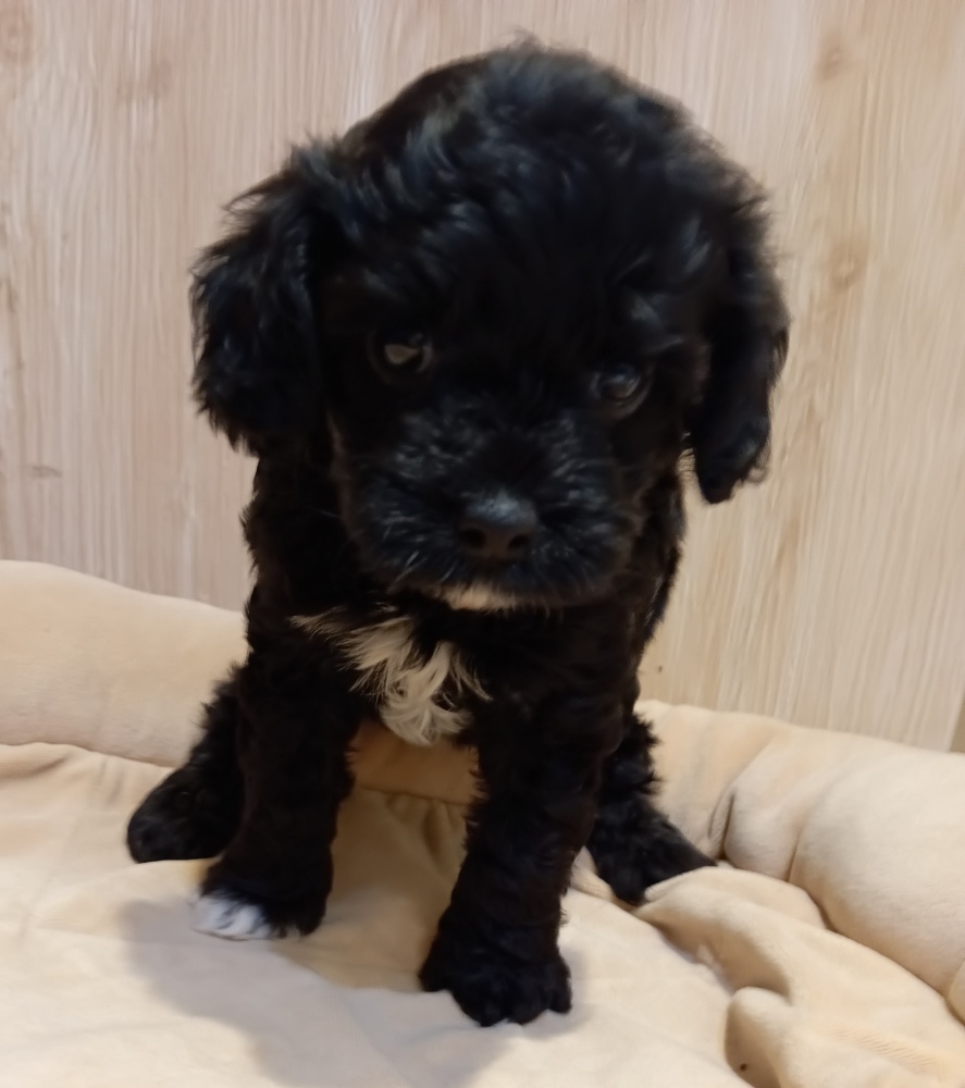 埼玉県のハーフ犬 (アミーゴ吹上店/2024年2月10日生まれ/女の子/ブラックホワイト)の子犬