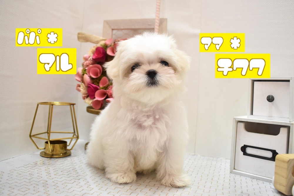 大阪府のハーフ犬 (アミーゴ豊中服部店/2024年2月24日生まれ/女の子/クリーム)の子犬