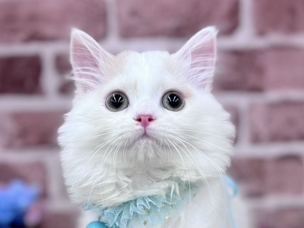 香川県のスコティッシュフォールド (アミーゴ高松店/2024年2月5日生まれ/男の子/クリームホワイト)の子猫