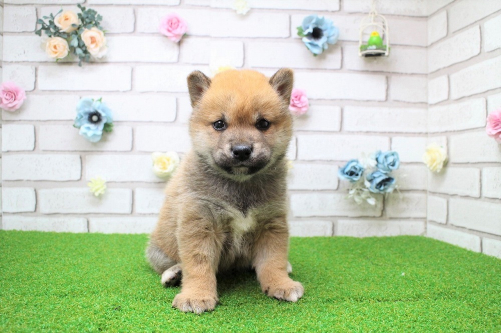 岡山県の柴犬(標準サイズ) (アミーゴ妹尾店/2024年2月22日生まれ/女の子/赤)の子犬