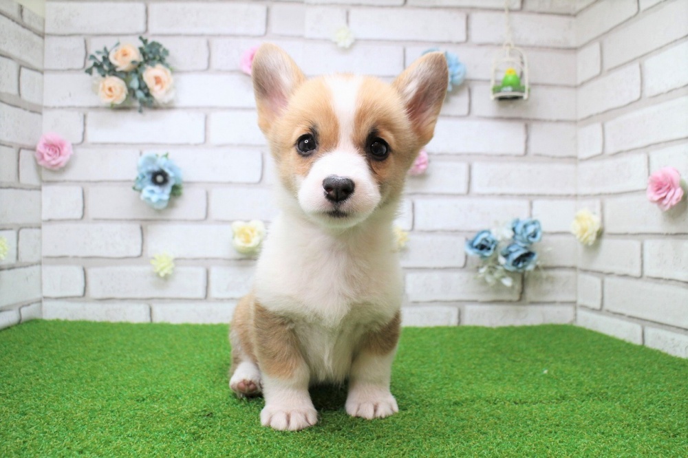 岡山県のウェルシュコーギーペンブローク (アミーゴ妹尾店/2024年2月20日生まれ/女の子/セーブルホワイト)の子犬