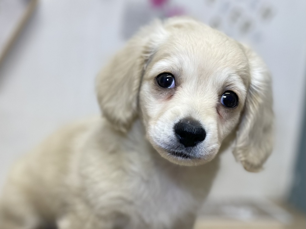 高知県のハーフ犬 (アミーゴ高知店/2024年2月21日生まれ/男の子/クリーム)の子犬