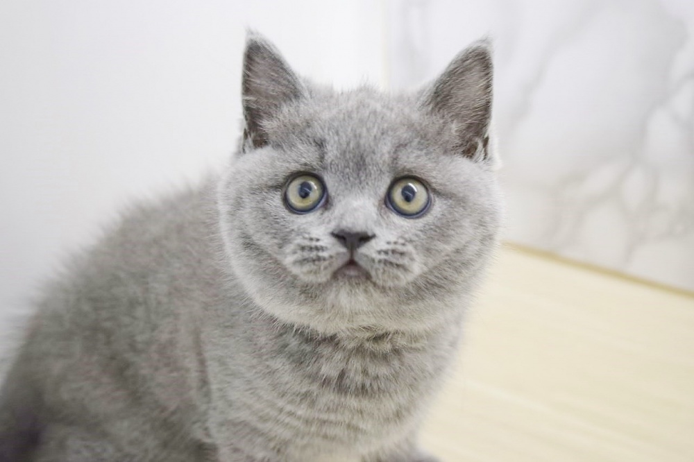 広島県のブリティッシュショートヘアー (アミーゴ宇品店/2024年2月16日生まれ/女の子/ブルー)の子猫