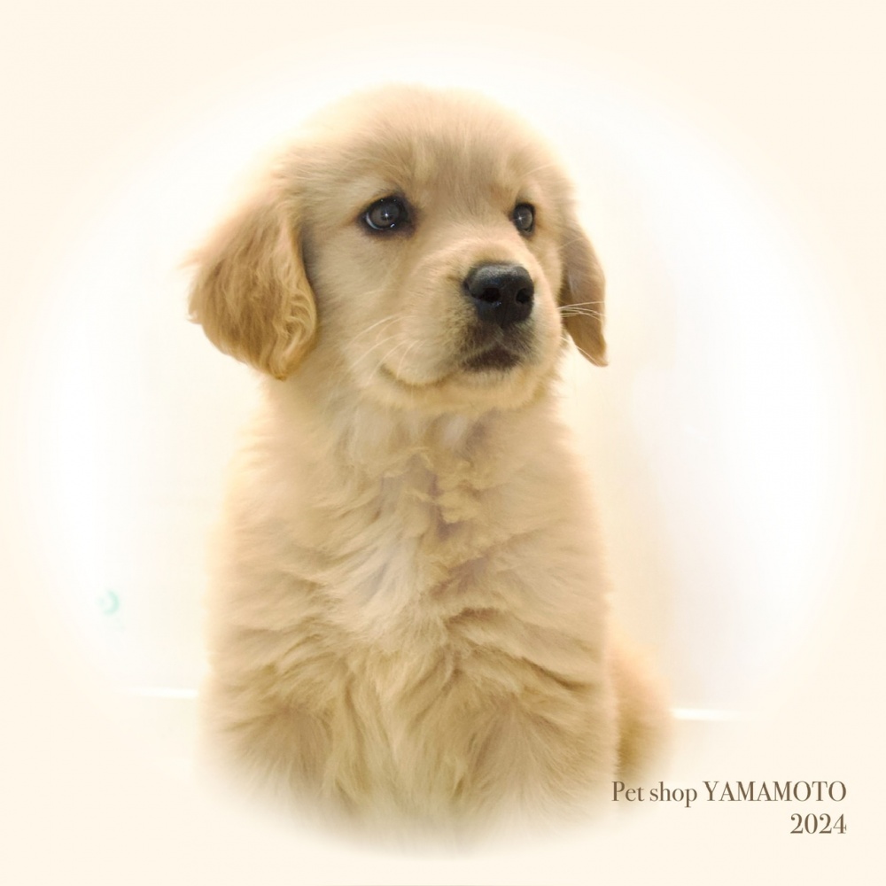 岡山県のゴールデンレトリバー (アミーゴ大安寺店/2024年2月22日生まれ/女の子/ゴールド)の子犬