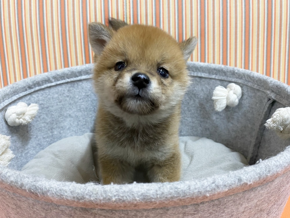 広島県の柴犬(標準サイズ) (アミーゴ西条店/2024年2月14日生まれ/男の子/赤)の子犬