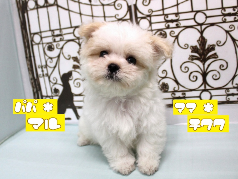 兵庫県のハーフ犬 (アミーゴ尼崎昭和通店/2024年2月24日生まれ/男の子/クリーム)の子犬